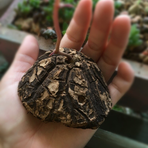 美形メキシコ亀甲竜 メキシコ亀甲竜 Dioscorea macrostachya 20230904 | SPG 'for sale'