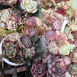 多肉植物☆お楽しみ4種カットセット 5枚目の画像