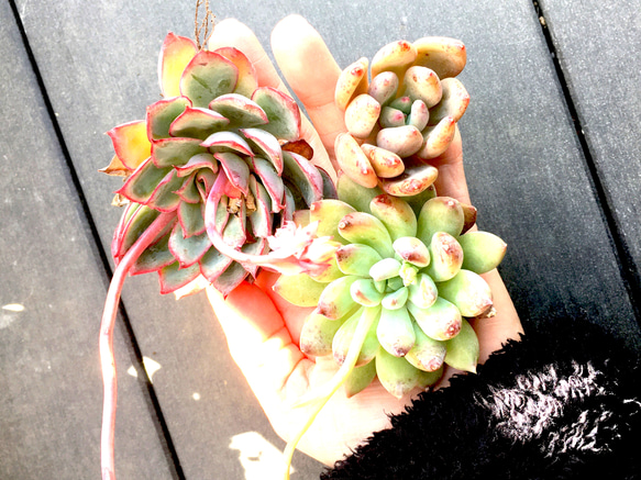 多肉植物☆大き目サイズ☆4点カット苗 1枚目の画像