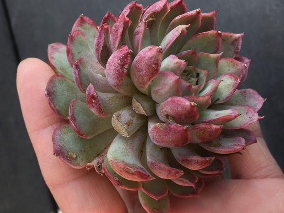 多肉植物☆大き目サイズ☆4点カット苗 4枚目の画像