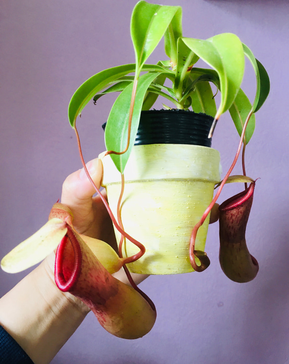 食虫植物ウツボカズラ♡ベントリゴーサ♡ネペンテスリメ鉢植え
