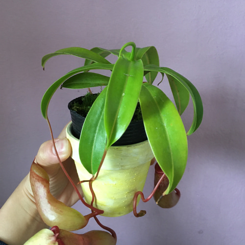 食虫植物ウツボカズラ♡ベントリゴーサ♡ネペンテスリメ鉢植え
