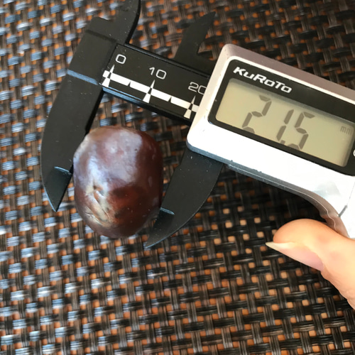 ゴビ石−528 ゴビ瑪瑙　原石　ヒョウ柄　激レア　琥珀色 ゴビ石−528 ゴビ瑪瑙 原石 ヒョウ柄 激レア その他置物 KIKI