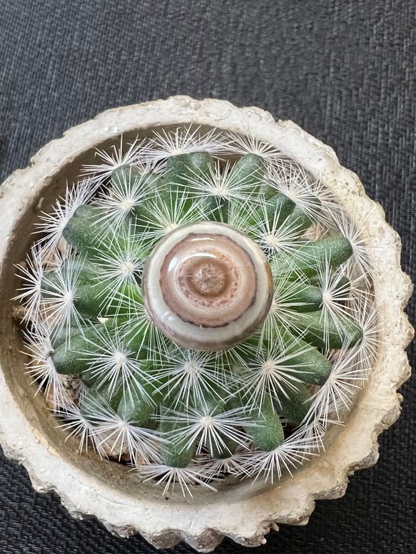 ゴビ石−1186 ゴビ瑪瑙原石 緑