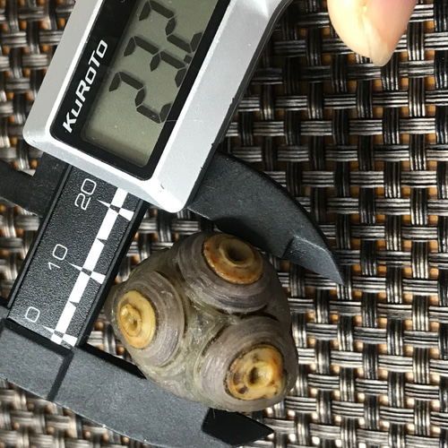 ゴビ石−292 眼石 薄紫 防毒マスク 天然石 KIKI 通販 9897074