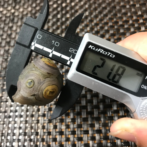 ゴビ石−292 眼石 薄紫 防毒マスク 天然石 KIKI 通販 9897074