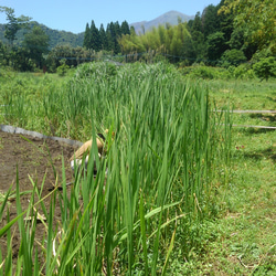 5袋～【マコモ茶】火山蒸気蒸し&薪火焙煎【季節限定品】宮崎県産無農薬∞10g入※5～8袋用 8枚目の画像