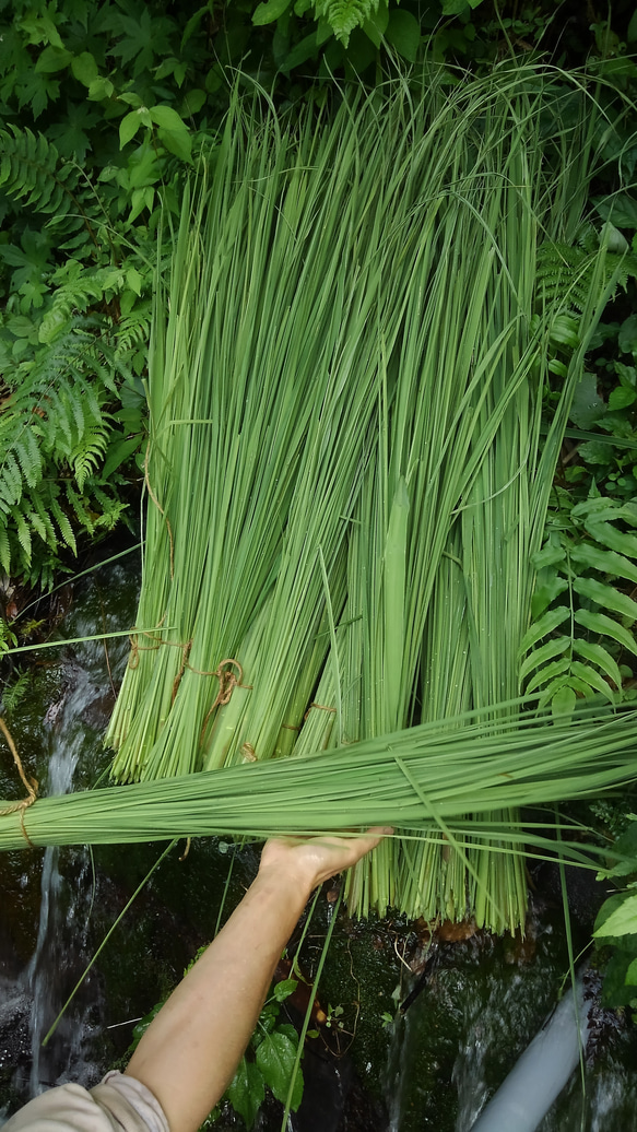 大袋【マコモ茶∞Deep】火山蒸気蒸し&薪火焙煎【季節限定品】宮崎県産無農薬∞80g入り 2枚目の画像