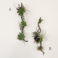 多肉植物のウォールグリーンB 5枚目の画像