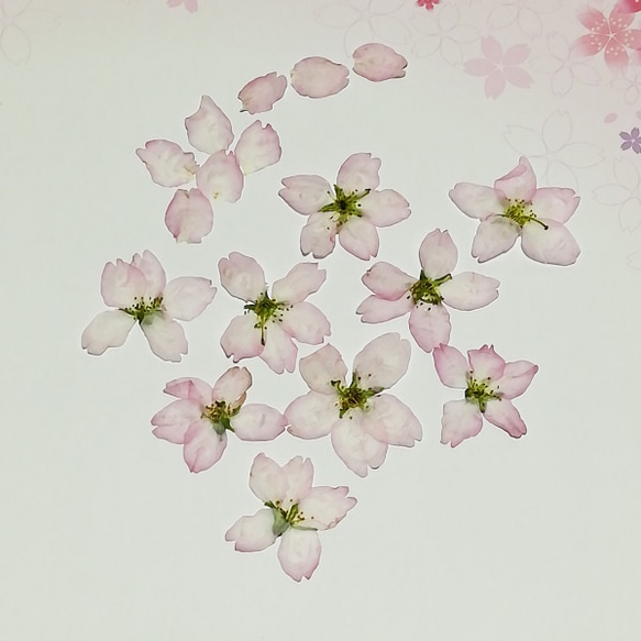 押し花素材 No. 122　　桜の花(啓翁桜) 1枚目の画像