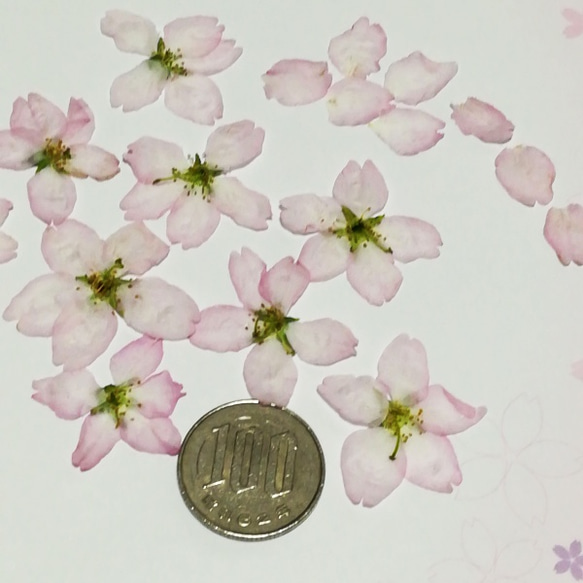 押し花素材 No. 122　　桜の花(啓翁桜) 3枚目の画像