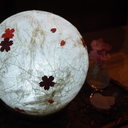 まんまる桜のランプシェード(大)～ライト付き!! 3枚目の画像