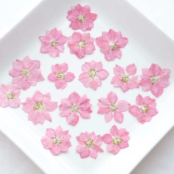 【20枚】千鳥草の押し花　ピンク・Ｓサイズ 4枚目の画像