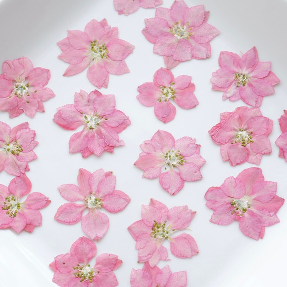 【20枚】千鳥草の押し花　ピンク・Ｓサイズ 6枚目の画像