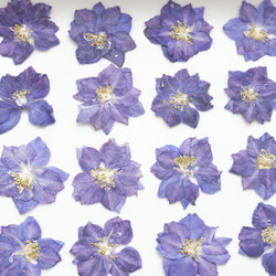 【20枚】千鳥草の押し花・濃いブルー 6枚目の画像