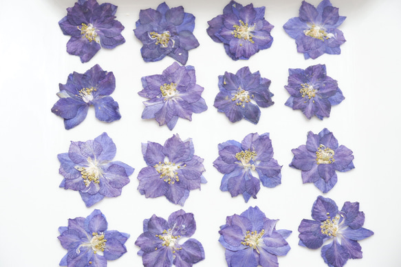 【20枚】千鳥草の押し花・濃いブルー 6枚目の画像