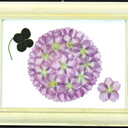 桜と四葉のクローバーの押し花：額入り・送料全国一律300円 1枚目の画像