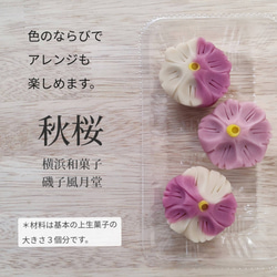 おうちで和菓子 和菓子屋さんの作成キット 秋桜をつくりましょう 4枚目の画像