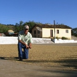 ブラジル　ボンジャルディン農園　自家焙煎･スペシャルティコーヒー【豆】300g　パルプドナチュラル ブルボンアマレロ　 4枚目の画像