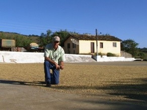 ブラジル　ボンジャルディン農園　自家焙煎･スペシャルティコーヒー【豆】300g　パルプドナチュラル ブルボンアマレロ　 4枚目の画像