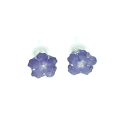 押し花･バーベナの樹脂ピアス　《Petit Fleur × haruyuriコラボ》 3枚目の画像