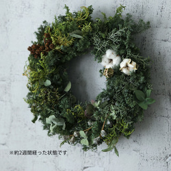 【Mサイズ】生～ドライまでを楽しむ♪針葉樹の香りたっぷりのクリスマスリース 2枚目の画像