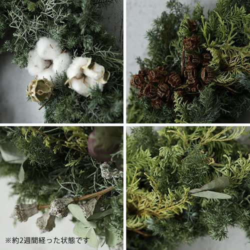 Mサイズ】生～ドライまでを楽しむ♪針葉樹の香りたっぷりのクリスマス