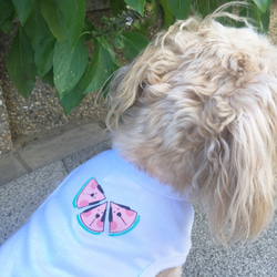 【中秋前夕】原色的夏末西瓜背心寵物衣——無袖棉質款 第5張的照片