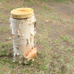 【天然木ウッドプレート】白樺 大判（高さ5cm,直径25cm） 2枚目の画像