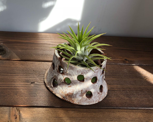 [一点もの][鉢セット販売]Soil Planter +エアプランツ セット エアープランツ用フラワーポット（エアープランツ＋水苔付き