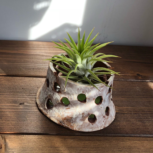 エアープランツ用フラワーポット（エアープランツ＋水苔付き