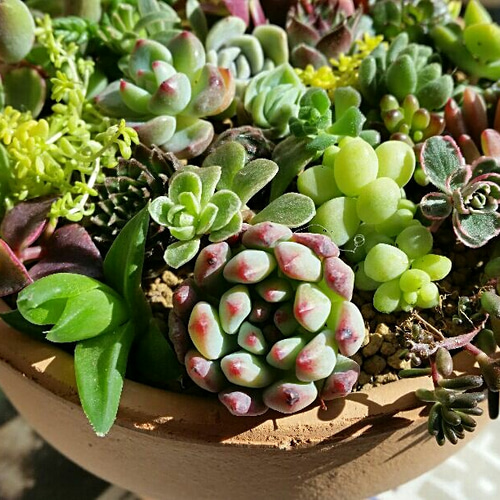センペルビウムセット 16種類各2個 Aセット 名前付き （寄せ植え