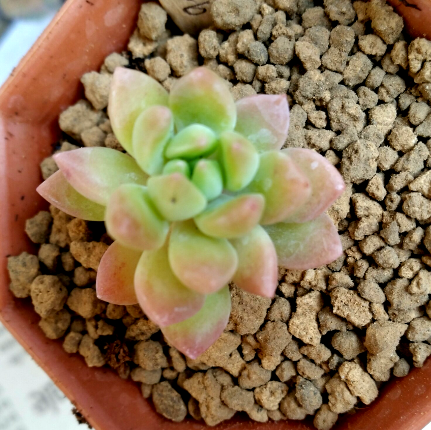 多肉植物　エケベリア　氷山　大きめ　抜き苗 氷山 多肉植物 エケベリア 多肉植物 Roots 通販 18668642｜Creema