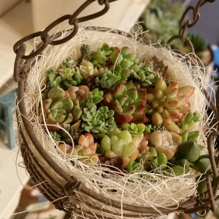 多肉植物 寄せ植え ハンギング かゆい リメイク鉢