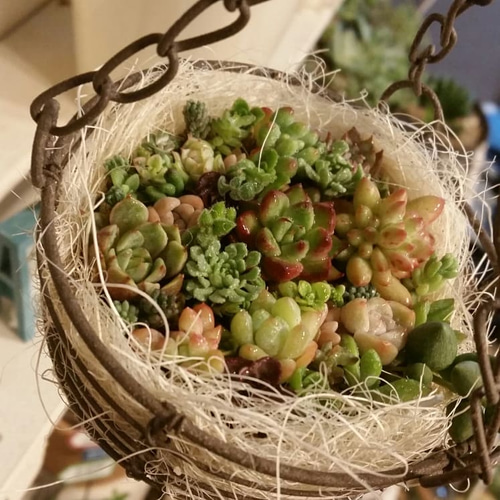 多肉植物 寄せ植え ハンギング プレゼントにも♥ アートフラワー