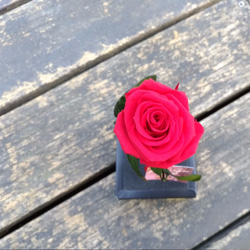 情人節首選 唯一 永生玫瑰花 第2張的照片