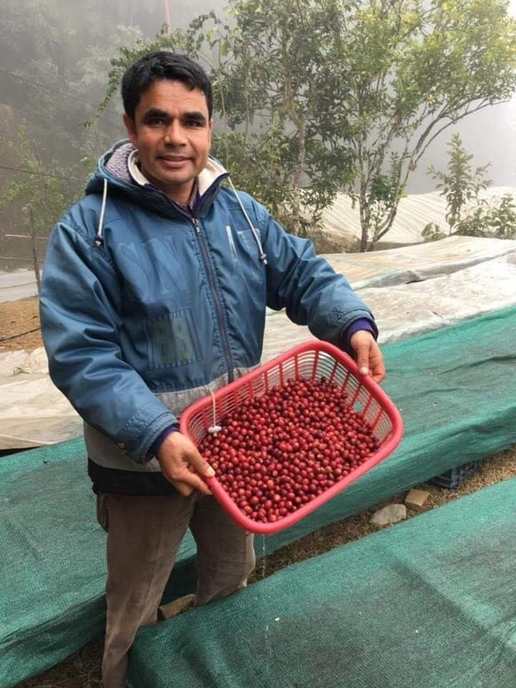 完熟コーヒー(豆/粉) 【ハニー×ミディアム】ネパールの直営農園で農薬を使わないアグロフォレストリーで栽培 3枚目の画像