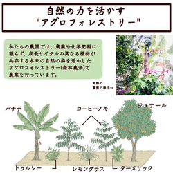 【トゥルシ―ティー】ネパールの直営農園で農薬を使わないアグロフォレストリーで栽培したハーブを使用 4枚目の画像