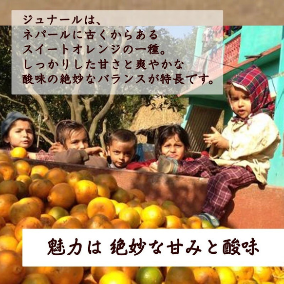 【ジュナールピールティー】送料無料　リラックスしたい方へ 　ネパールの直営農園で森林農法で栽培したハーブ使用 2枚目の画像