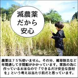 旨さ凝縮・希少な天日干し米　令和2年産・新米・飛騨こしひかり『じいじのお米・天日干し米』6ｋｇ入り　精米無料サービス有り 4枚目の画像