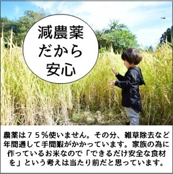 旨さ凝縮・希少な天日干し米　令和2年産・新米・飛騨こしひかり『じいじのお米・天日干し米』6ｋｇ入り　精米無料サービス有り 4枚目の画像