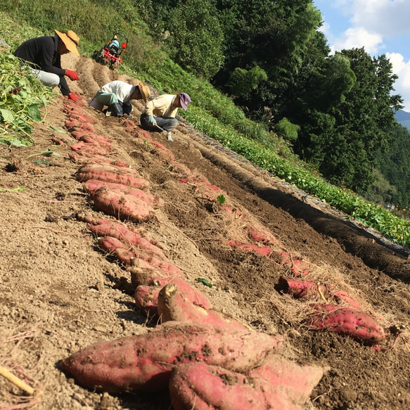 【送料無料】食べやすい新感覚な干し芋！やわらかぽちいも　世界農業遺産認証品 9枚目の画像