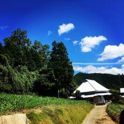 【送料無料】食べやすい新感覚な干し芋！やわらかぽちいも　世界農業遺産認証品 4枚目の画像