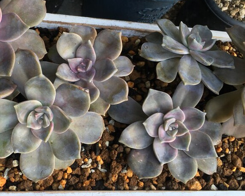 パープルディライト 抜き苗 多肉植物 グラプトベリア （7【画像