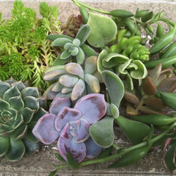 今年度最後！寄せ植え用カット苗　多肉弁当 2枚目の画像