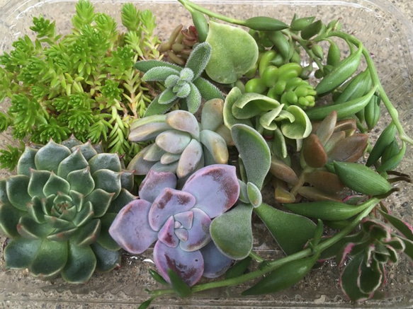 今年度最後！寄せ植え用カット苗　多肉弁当 2枚目の画像