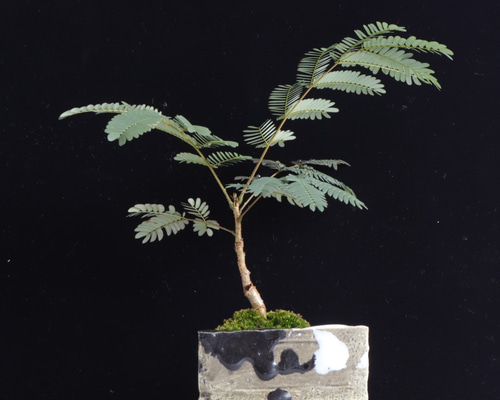 0_f333ce35334266b22d61f316a06d