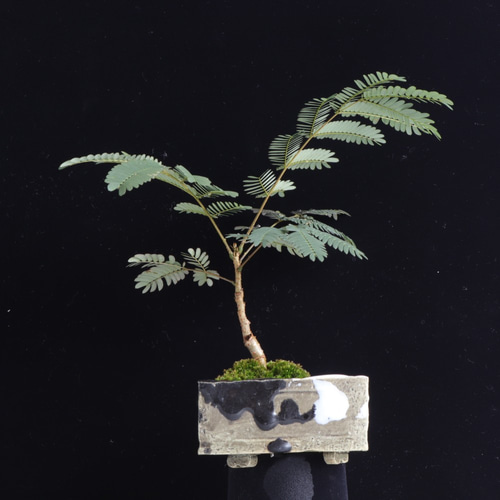 手造りの鉢に活けた合歓木・ネムノキの盆栽 盆栽 イマplants 通販