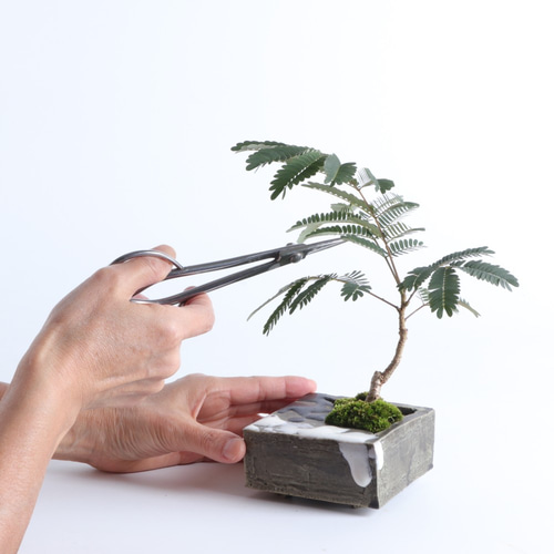 手造りの鉢に活けた合歓木・ネムノキの盆栽 盆栽 イマplants 通販