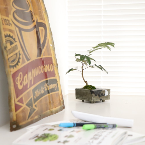 手造りの鉢に活けた合歓木・ネムノキの盆栽 盆栽 イマplants 通販